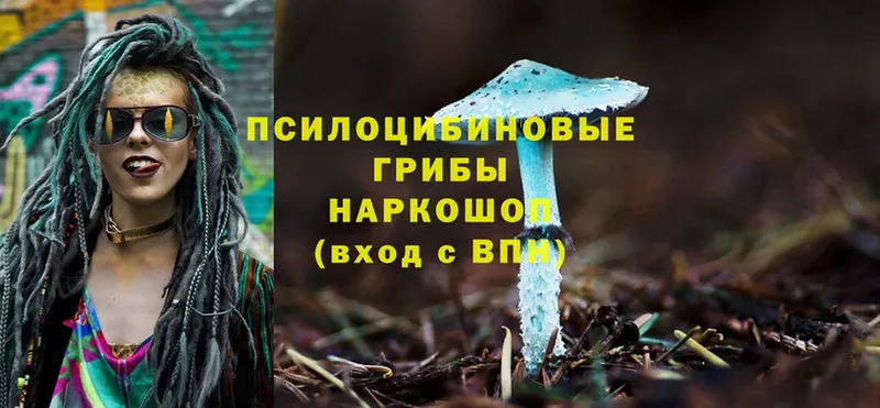 купить   Новая Ляля  Псилоцибиновые грибы Cubensis 